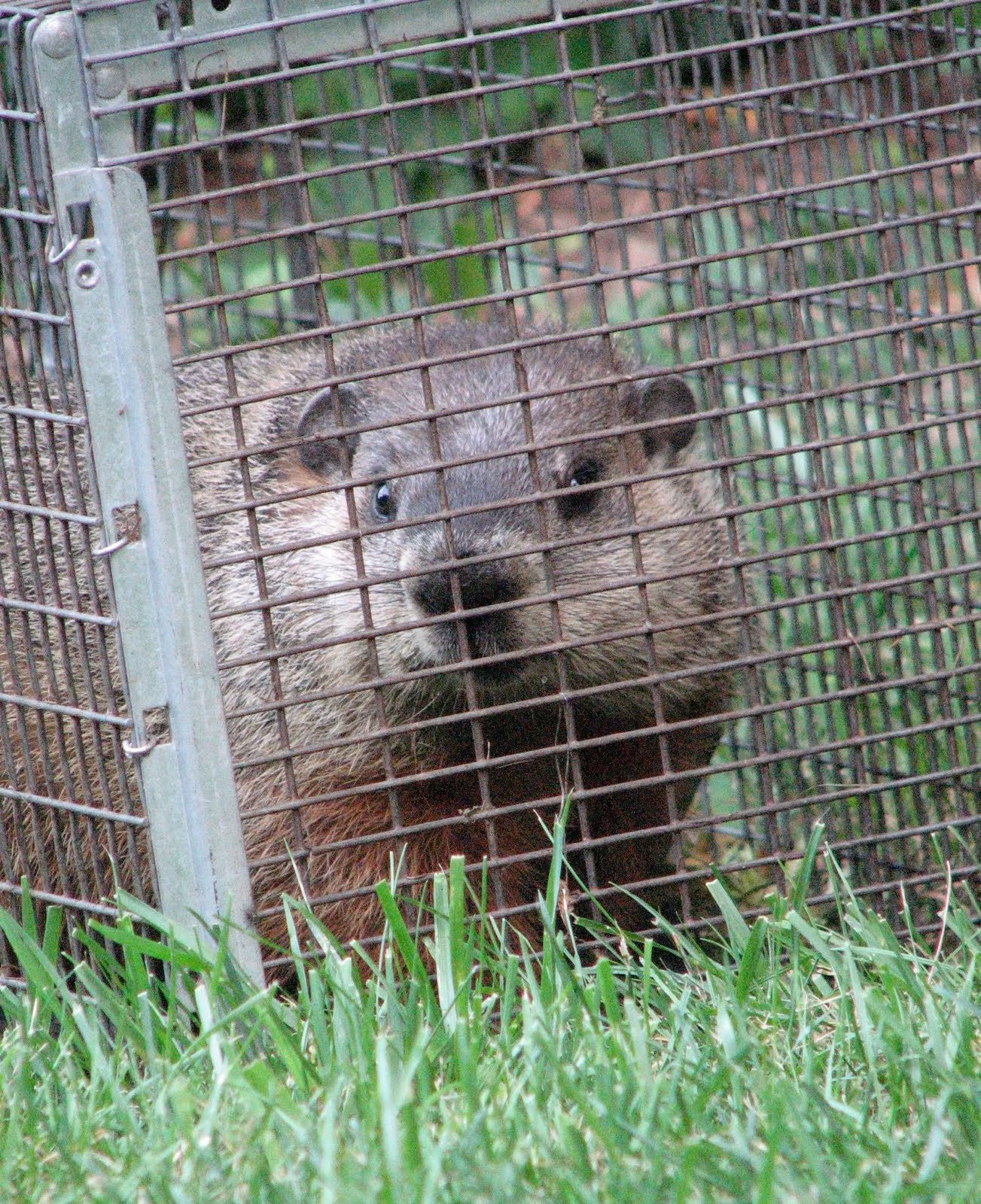 Mondo's Wildlife Nuisance Removal Service, LLC Groundhog